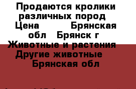 Продаются кролики различных пород › Цена ­ 600 - Брянская обл., Брянск г. Животные и растения » Другие животные   . Брянская обл.